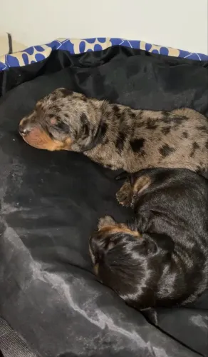 filhotes dachshund à venda