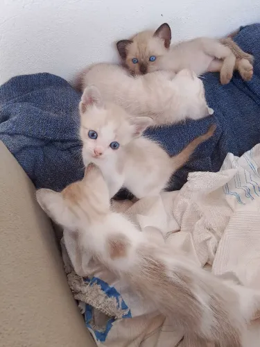 Estou fazendo doação de gatinho 