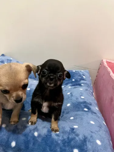 Filhotes de chihuahua