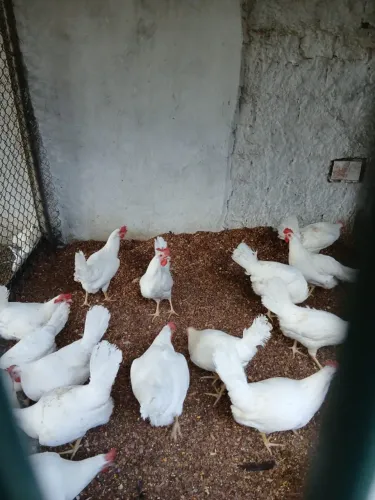 GALINHA POEDEIRA GRANJA