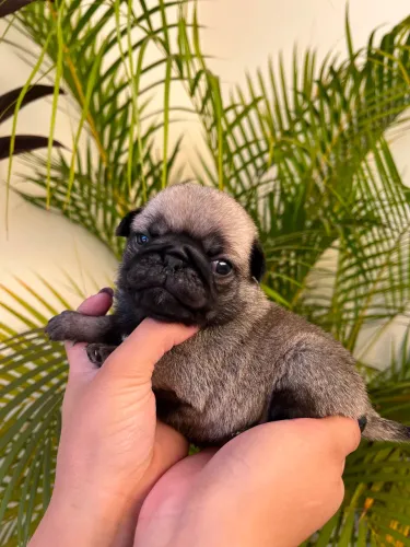 Filhote de pug legítimos 