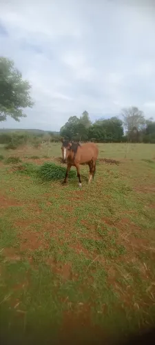 Égua prenha