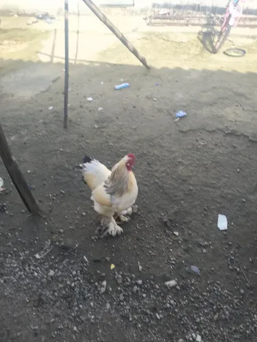 GALINHA BRAHMA LIGTH RAÇA PURA