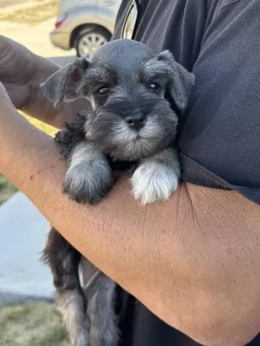 Schnauzer pagamento na hora da entrega 
