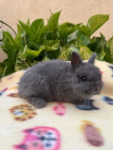 Mini Netherland filhotes