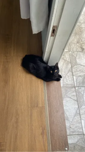 Gato de 5 meses macho