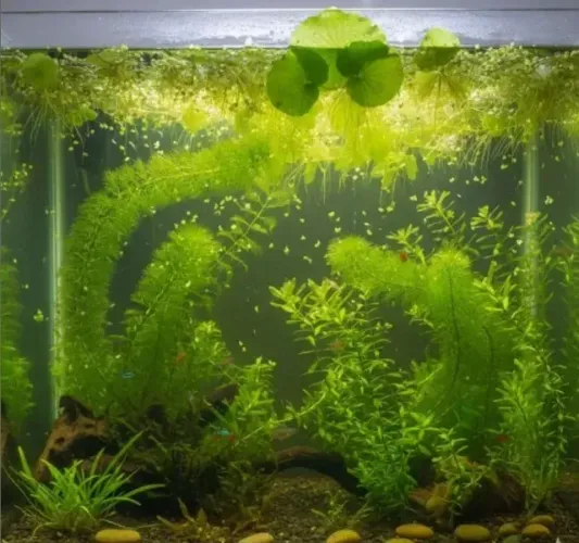 PLANTAS AQUATICAS PARA AQUARIO
