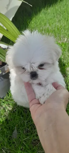 Shih-tzu filhote macho