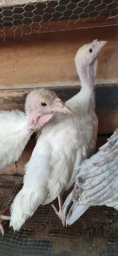 Peru branco
