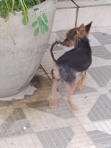 Cãozinho Adulto para Doação
