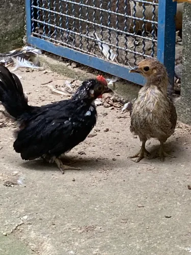Galinhas Nagazak