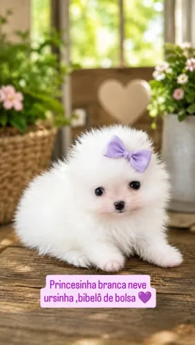 Lulu da pomerânia bibelô de bolsa disponível