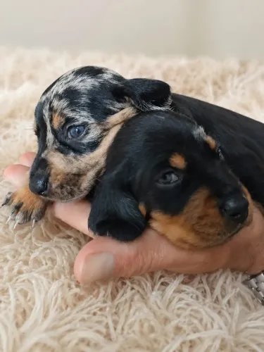 Vendendo Dacshund (salsicha)