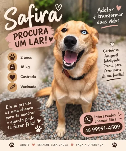 Cachorro