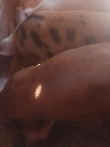 Porco capado