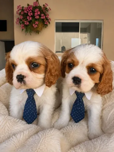 ? Cavalier King Charles Spaniel - Machos e Fêmeas Disponíveis ?
