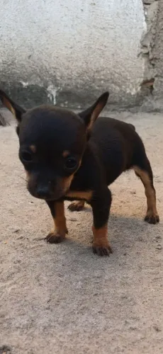 Pincher zerinha fêmea