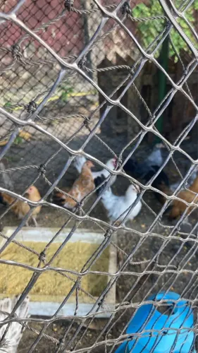 Frango de Nagasaki