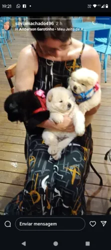 Meus cachorros são dóceis amam crianças são ursinhos carinhosos