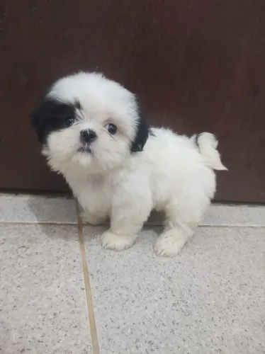 Vendo Shitzu macho,com quase dois meses 