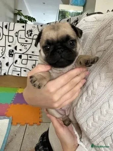 Filhotinhos pug miniatura de linhagem selecionada saudável