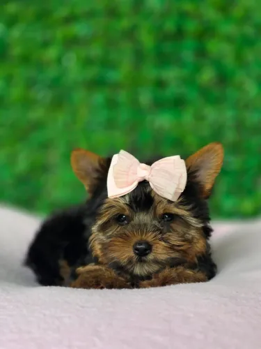 Fêmea Yorkshire Mini , Pequena Maravilha para seu Lar