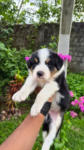 Border collie