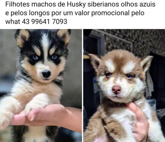 Filhotes de Husky siberianos com pedigree