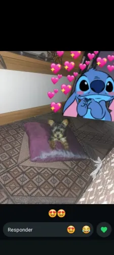 Cachorra yorkshire terrier 0