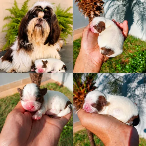 SHIH TZU FÊMEA CHOCOLATE