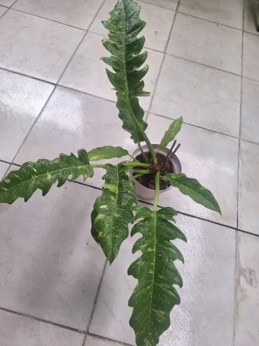 Vendo planta variegata 