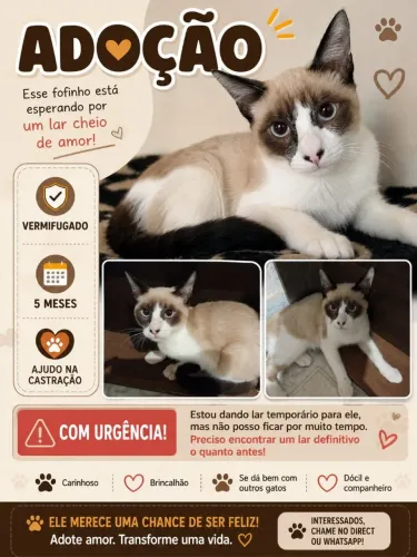 Gato para adoção