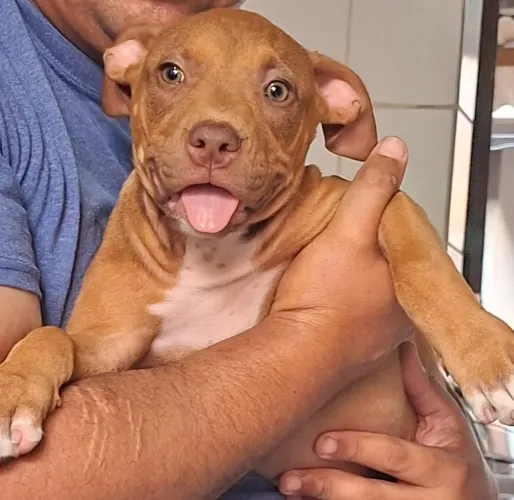 Vende-se filhote de pitmonster