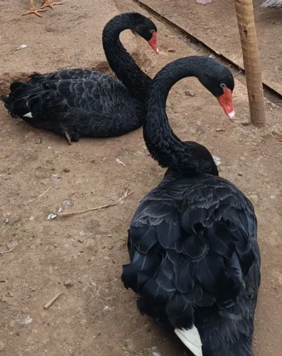 Cisne Negro 