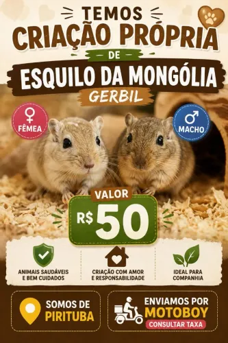 Esquilo da mangolia gerbil