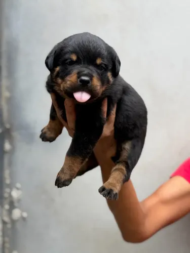 Filhote de rottweiler