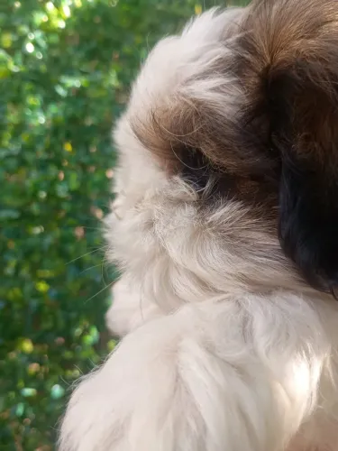 Shihtzu, vacinado, 48 dias 