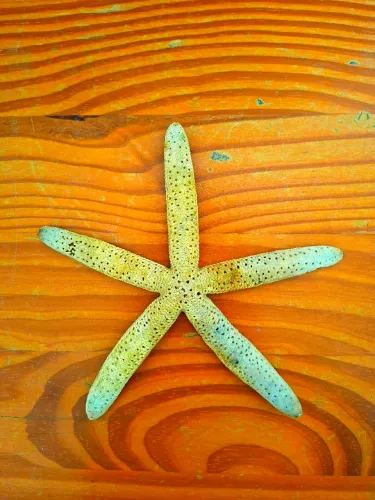 Estrela do mar 