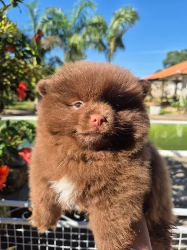 Spitz alemão pequeno