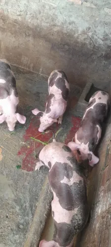 Porco à venda 