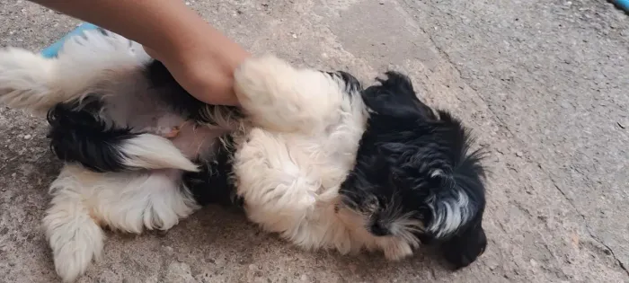 Vende-se shitzu macho