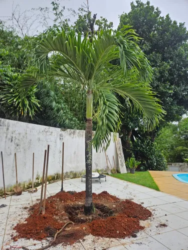 Palmeira imperial 3m altura