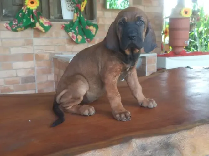 FILA BRASILEIRO FÊMEA - A GUARDIÃ DA SUA FAMÍLIA