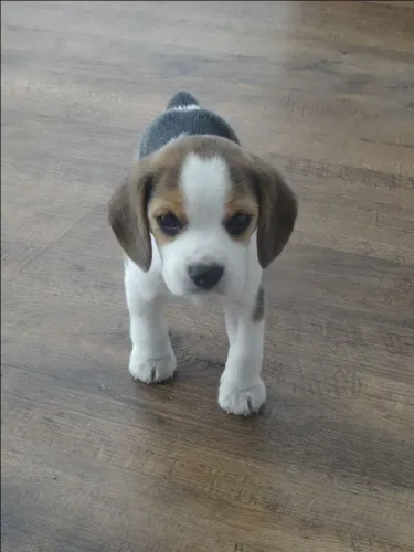 Filhote Beagle Fêmea Cheia de Charme