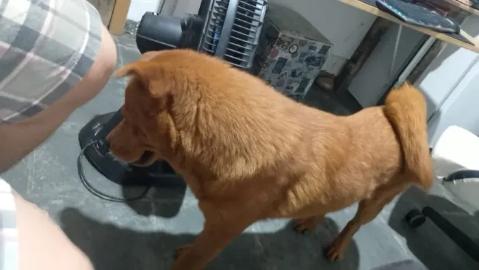 Doa-se um lindo Cão