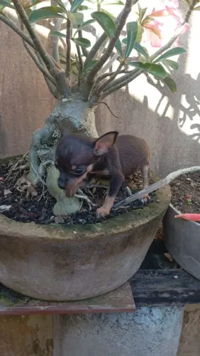 Filhote de pinscher fêmea