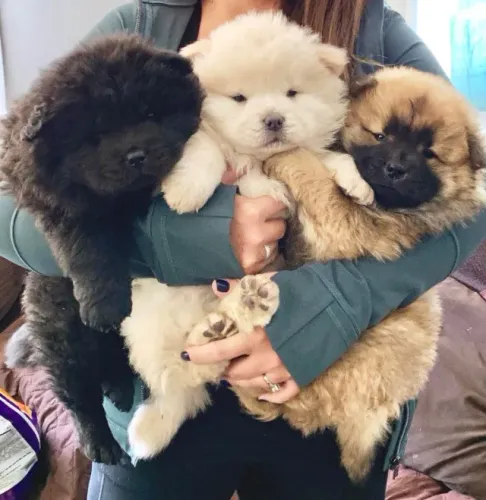 Chow Chow Filhotes