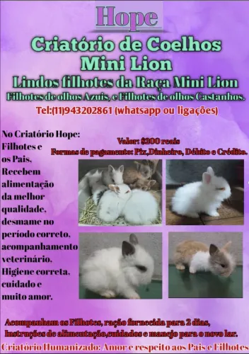 Coelho Mini Lion Head