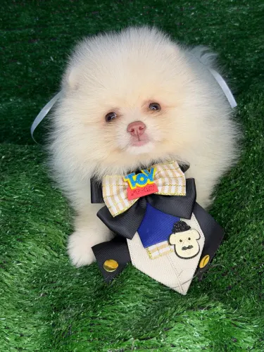 Lulu da pomerania 