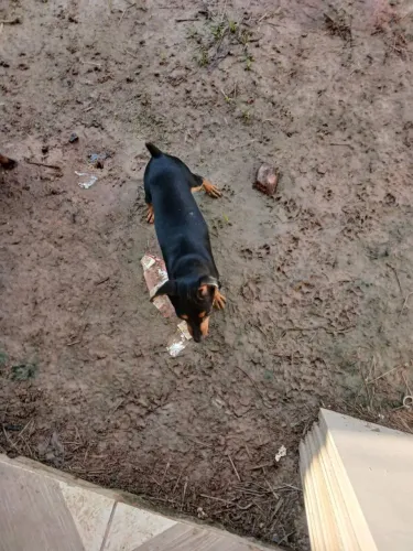 Vendo uma pinche fêmea